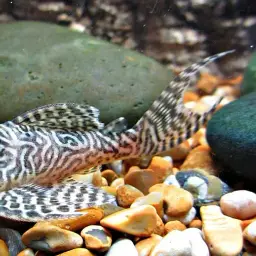 Network Pleco, photo 2