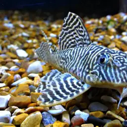 Network Pleco, photo 3