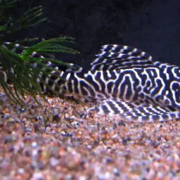 Network Pleco, photo 4