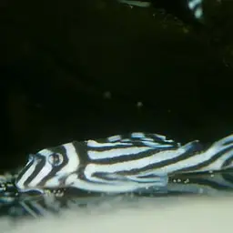 Zebra Plec, photo 2