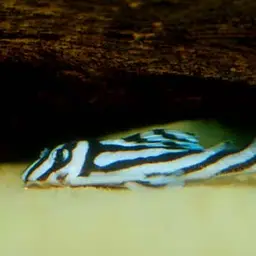 Zebra Plec, photo 3