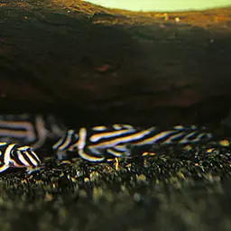 Zebra Plec, photo 4