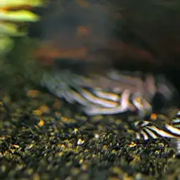 Zebra Plec, photo 5