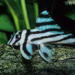 Zebra Plec, photo 1