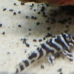 Zebra Plec, photo 6