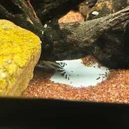 Zebra Plec, photo 7