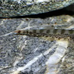 Tamang Borneo sucker, photo 1