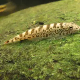 Tamang Borneo sucker, photo 3