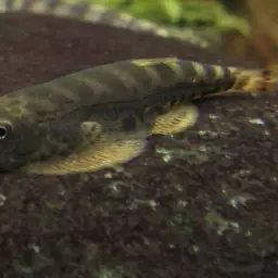 Tamang Borneo sucker, photo 4