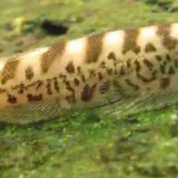 Tamang Borneo sucker, photo 8