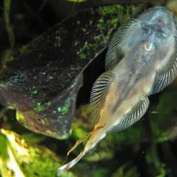 Tamang Borneo sucker, photo 9