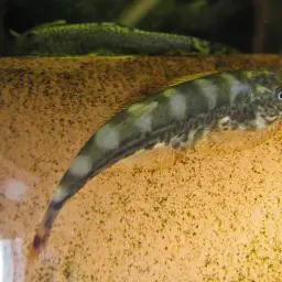 Tamang Borneo sucker, photo 10
