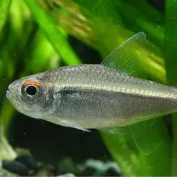 Red-tailed Flag Tetra, photo 1