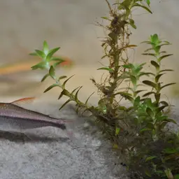 Red-tailed Flag Tetra, photo 2