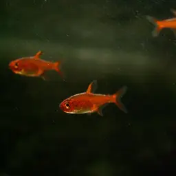 Ember Tetra