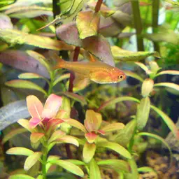 Ember Tetra, photo 2