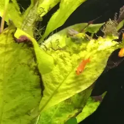 Ember Tetra, photo 3