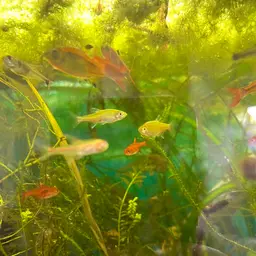 Ember Tetra, photo 4