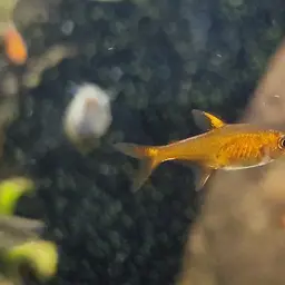 Ember Tetra, photo 5