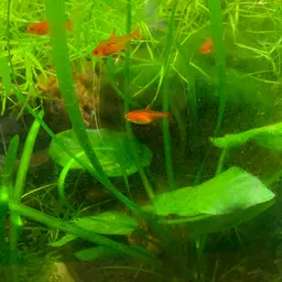 Ember Tetra, photo 6