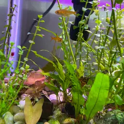 Ember Tetra, photo 7