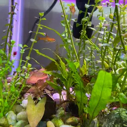 Ember Tetra, photo 8