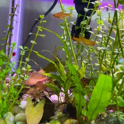 Ember Tetra, photo 9