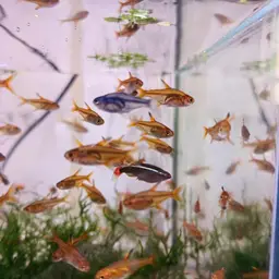 Ember Tetra, photo 10