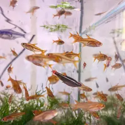 Ember Tetra, photo 11
