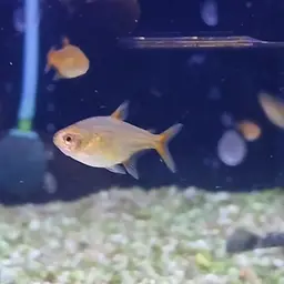 Ember Tetra, photo 12
