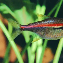 Red Line Tetra, photo 2