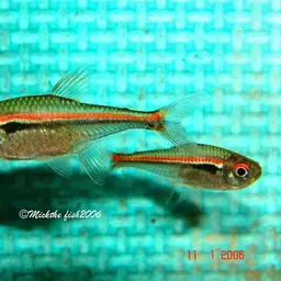 Red Line Tetra, photo 3