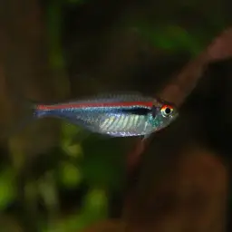 Red Line Tetra, photo 4