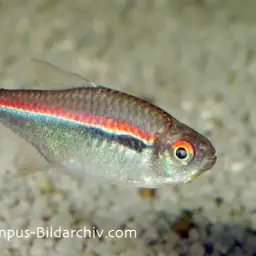 Red Line Tetra, photo 5