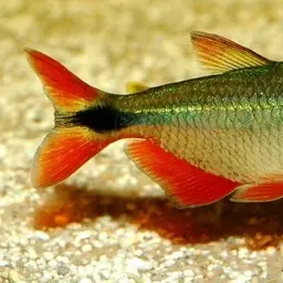 Buenos Aires Tetra