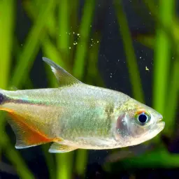 Buenos Aires Tetra, photo 2