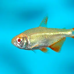 Buenos Aires Tetra, photo 3