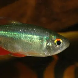 Buenos Aires Tetra, photo 4