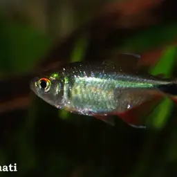 Buenos Aires Tetra, photo 5