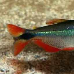 Buenos Aires Tetra, photo 6