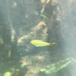 Buenos Aires Tetra, photo 7