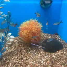 Buenos Aires Tetra, photo 8