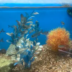Buenos Aires Tetra, photo 9