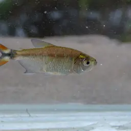 Buenos Aires Tetra, photo 11