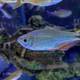 Buenos Aires Tetra, photo 12