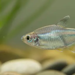Argentine Tetra