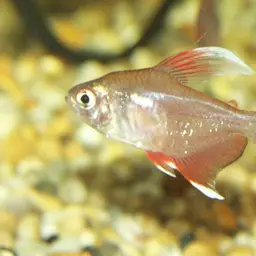 Rosy Tetra, photo 1