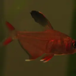 Rosy Tetra, photo 2