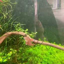 Rosy Tetra, photo 3