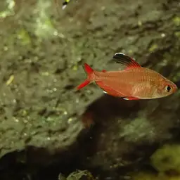 Rosy Tetra, photo 4